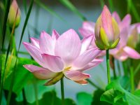 lotuses-flowers-lotus-flowers-2536194 lotuses, flowers, lotus flowers-2536194.jpg